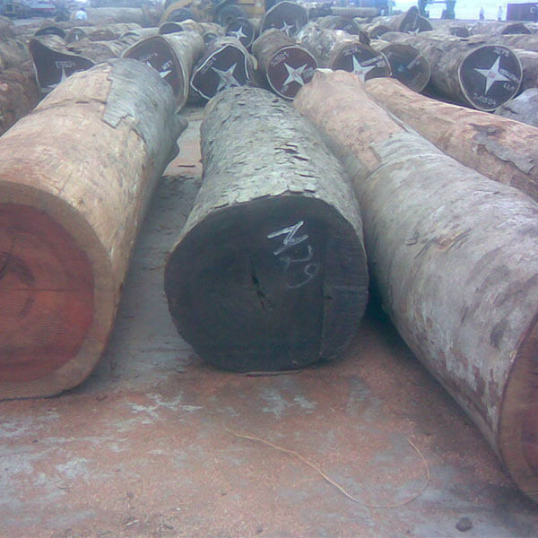 Gỗ Cẩm Bubinga Nam Phi
