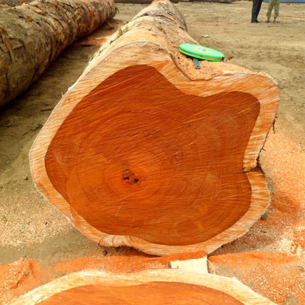 Gỗ Giá Tị Nam Phi