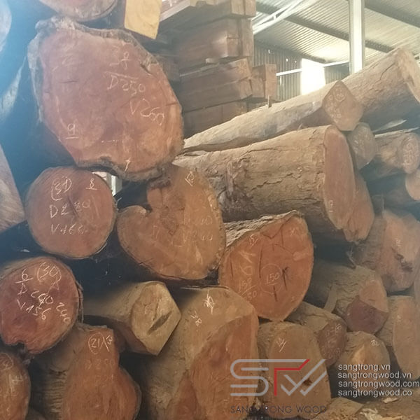 Gỗ Gõ Đỏ Doussie Châu Phi