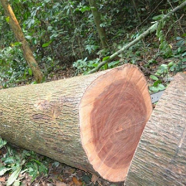 Gỗ Xoan Đào Nam Phi