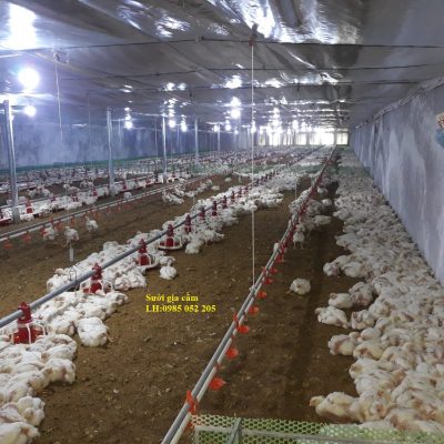 Cách úm gà con tiết kiệm chi phí vận hành