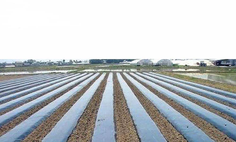 cuộn màng phủ nông nghiệp màu xanh