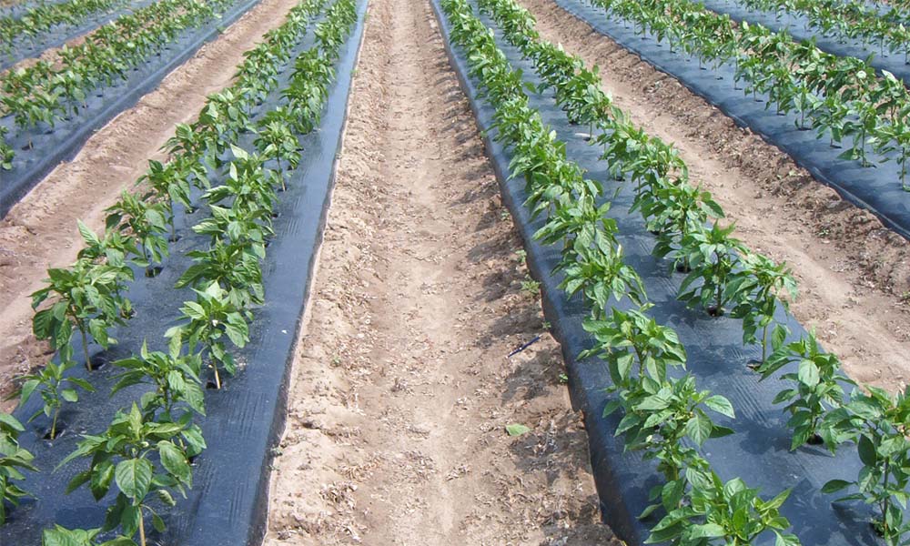 cuộn màng phủ nông nghiệp màu đen