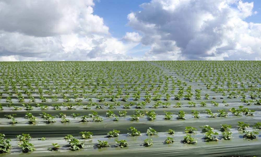 cuộn màng phủ nông nghiệp là gì