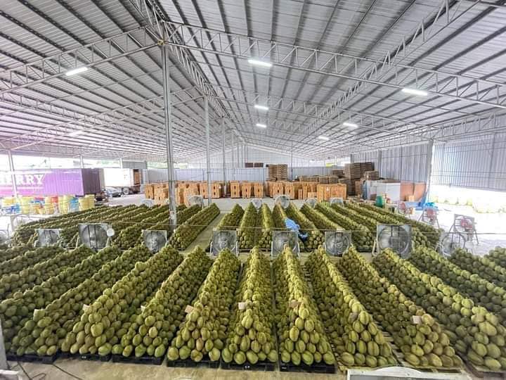 Sầu riêng xuất nhập khẩu