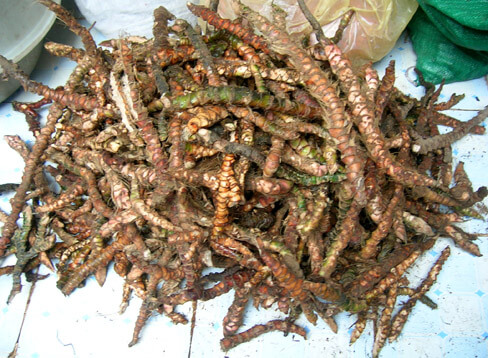 Thạch Xương Bồ xuất nhập khẩu