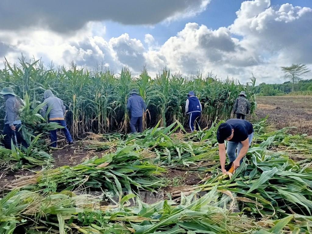 204110-ba-ria-vung-tau-trong-ngo-lay-than-xuat-khau-nang-cao-thu-nhap-cho-nong-dan