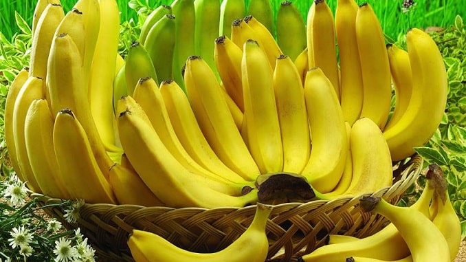 trồng-chuối-tiêu-hồng-xuất-khẩu-min