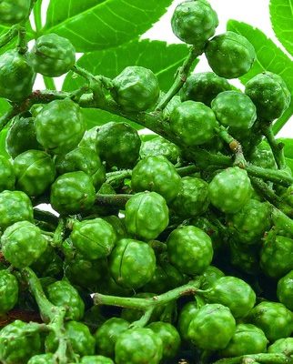 Giang Tân bảo quản hạt tiêu hoa chân không Tứ Xuyên tươi Tứ Xuyên tiêu cây nho hạt tiêu gai 350g * 3 lá tiêu xanh chín lá đặc sản gia vị