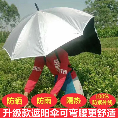 Hái chè có thể là loại ô hái chè ô dù che nắng hái chè ô che nắng ô dù che nắng đặc biệt mũ che ô che nắng ngoài trời trở lại ô dù tạo tác