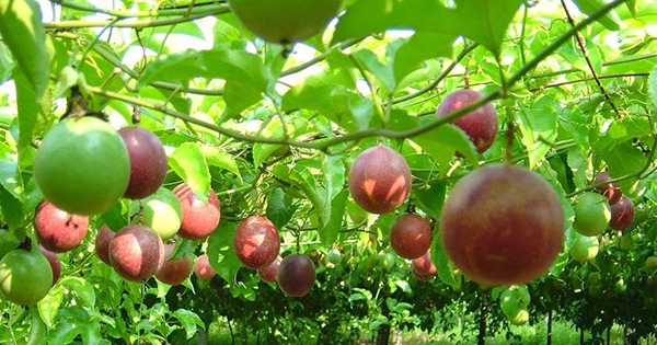 Thu mua, Tìm nguồn Chanh leo xuất khẩu