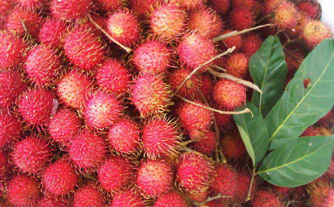 Thu mua, Tìm nguồn Chôm chôm xuất khẩu