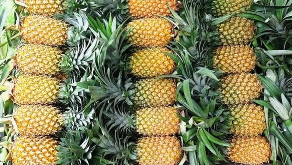 Thu mua, Tìm nguồn Khóm, Dứa xuất khẩu