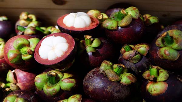 Thu mua, Tìm nguồn Măng cụt xuất khẩu