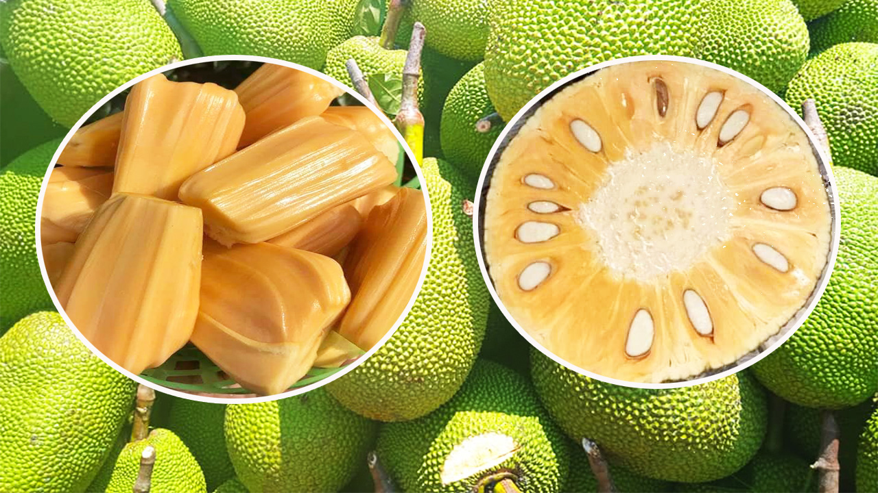 Thu mua, Tìm nguồn Mít xuất khẩu