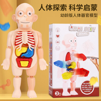 Trẻ em giác ngộ cơ quan con người mô hình đồ trang trí DIY lắp ráp HƠI Y tế giáo dục sớm nhận thức mô hình xuyên biên giới đồ chơi