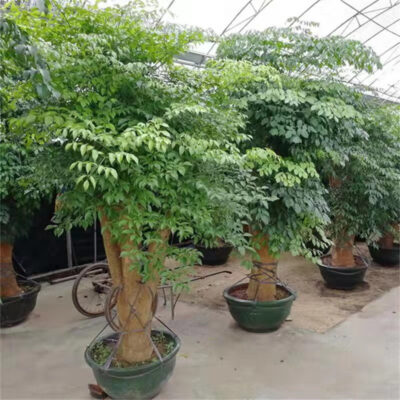 Cây hạnh phúc trong chậu phòng khách hoa tốt cây xanh trong nhà văn phòng lớn kho báu xanh bốn mùa thường xanh cây an toàn