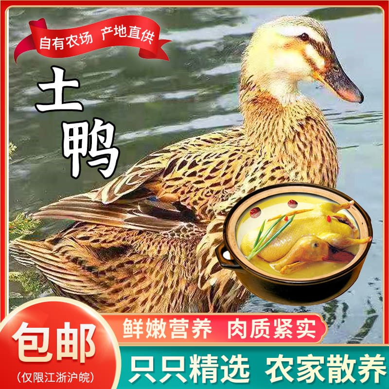 Cong nỗi nhớ trang trại vịt bản địa thả rông chất lượng cho khách sạn MNB-306