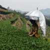 Ô hái chè có thể là loại ô che nắng chống nắng chống nắng đội đầu ô dù hai lớp lớn hái chè ô dù câu cá ngoài trời mũ ô dù